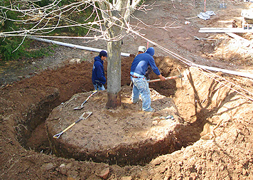 Residential Landscaping Services - Large Tree Transplanting