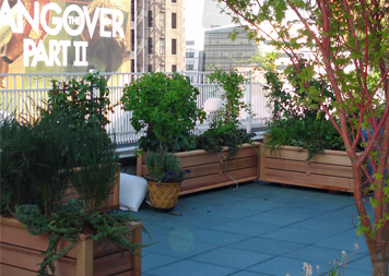 Green Roofs & Roof Gardens